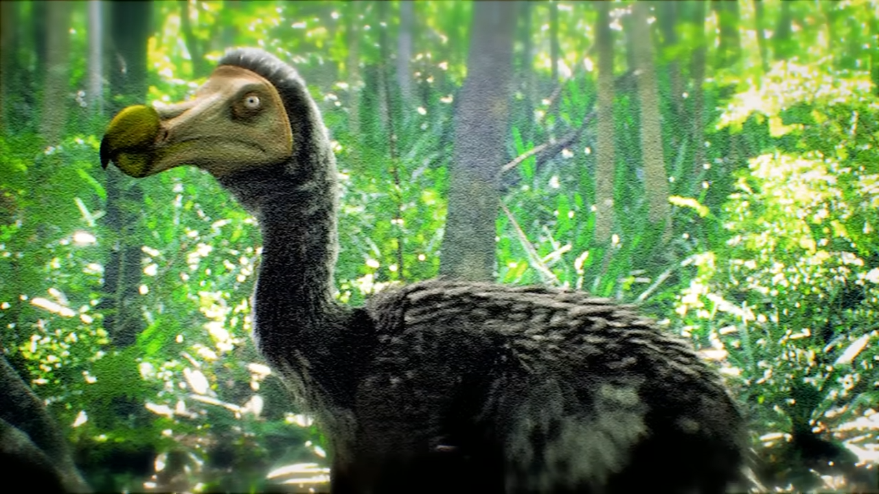 Why dodos actually went extinct