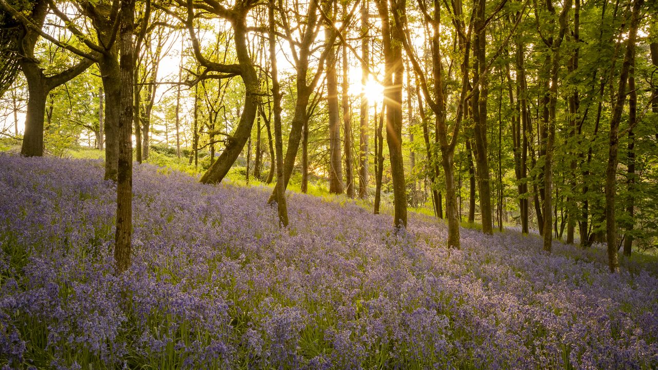 Capture beautiful photos of bluebells in the woods this spring before ...
