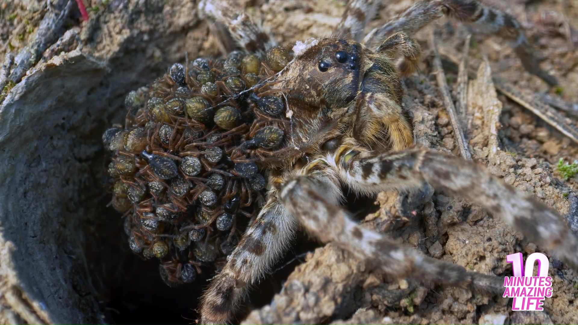 Mother spider moves carefully while guarding hundreds of babies