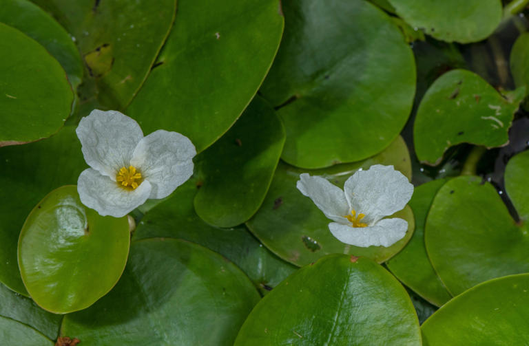 Say goodbye to green pond water