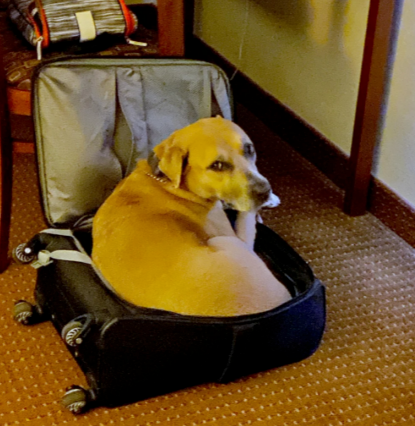 8. This dog who was not pleased with their owners for not bringing his dog bed to a hotel: