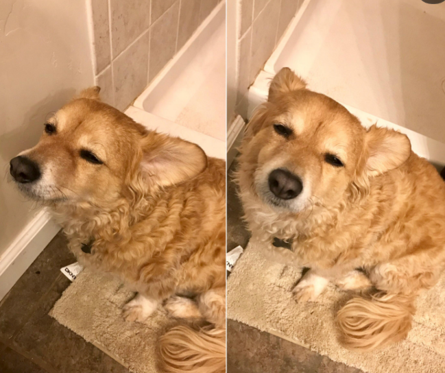 A fluffy dog with relaxed, sleepy eyes leans against a wall in a bathroom, looking content
