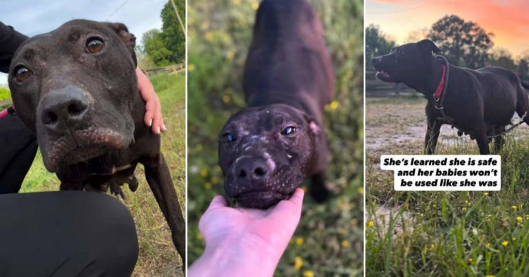 Pregnant rescue dog is brought to safety from heartbreaking conditions