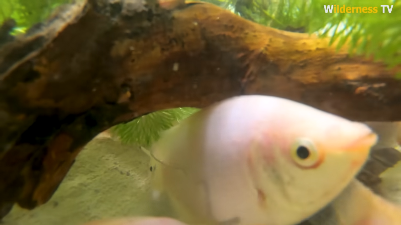 Watch red fish explore their new bamboo water wheel aquarium