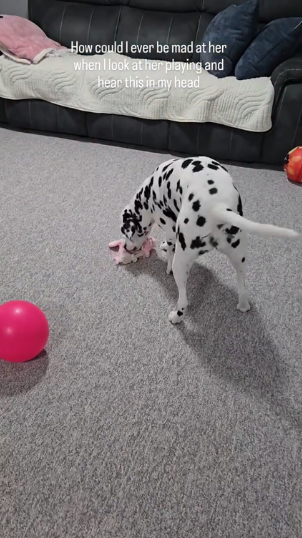 The cute dog moment that instantly melts your frustration