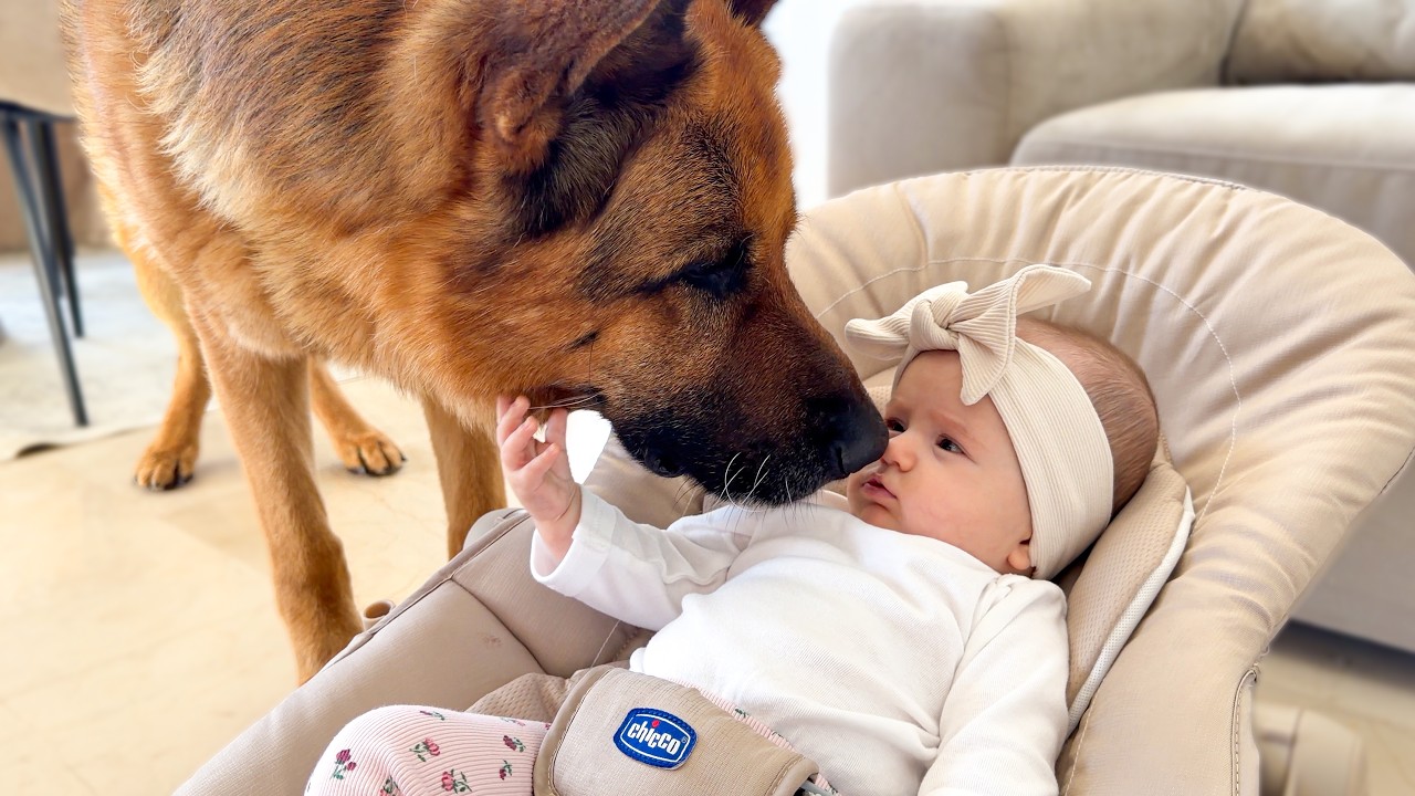 Baby meets German shepherd, instant love