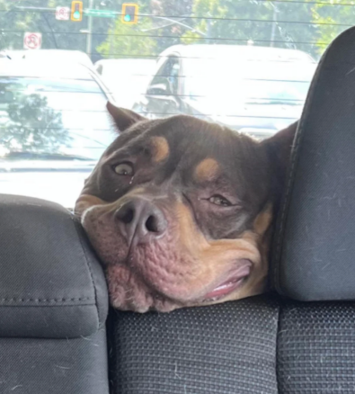 14. This dog's big, goofy smile: