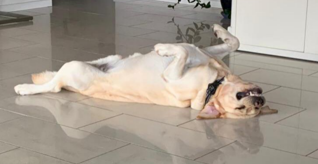 Dog lying on its back on a tiled floor, legs relaxed in the air, appearing content and playful