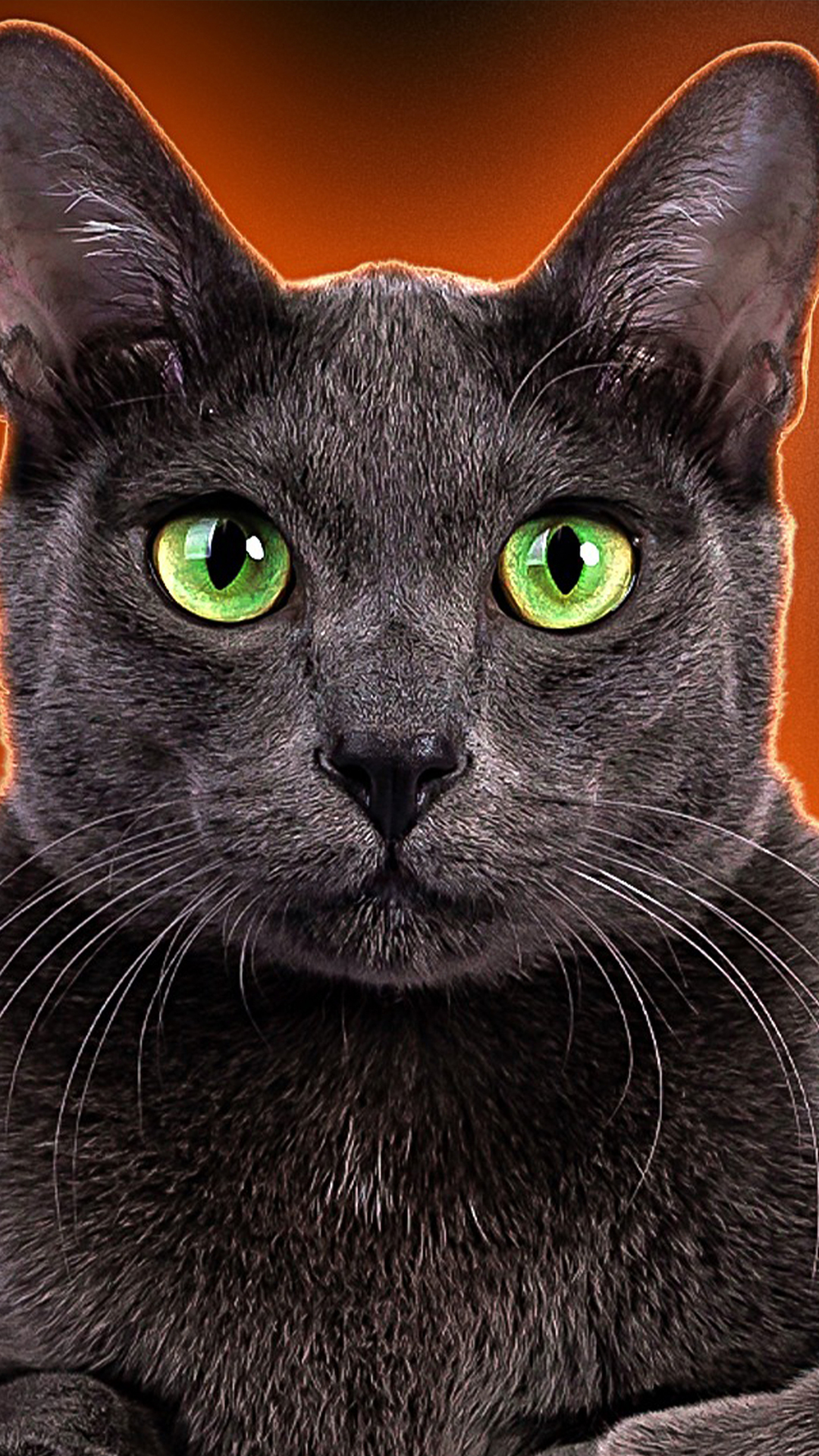 Cat breeds that will fiercely protect their owners