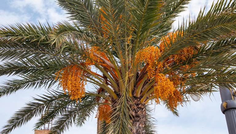 El truco para una palmera datilera compacta: cómo frenar su crecimiento ...