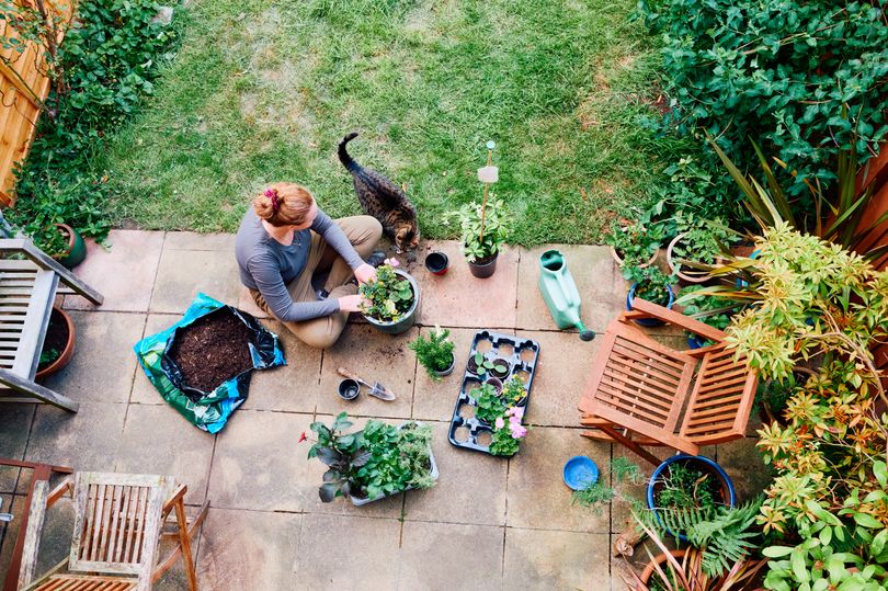 The simple 'keyhole' gardening method to grow food with less effort