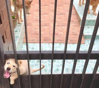 Puppy squeezing through a gate, looking happy, while two larger dogs observe from steps behind the gate