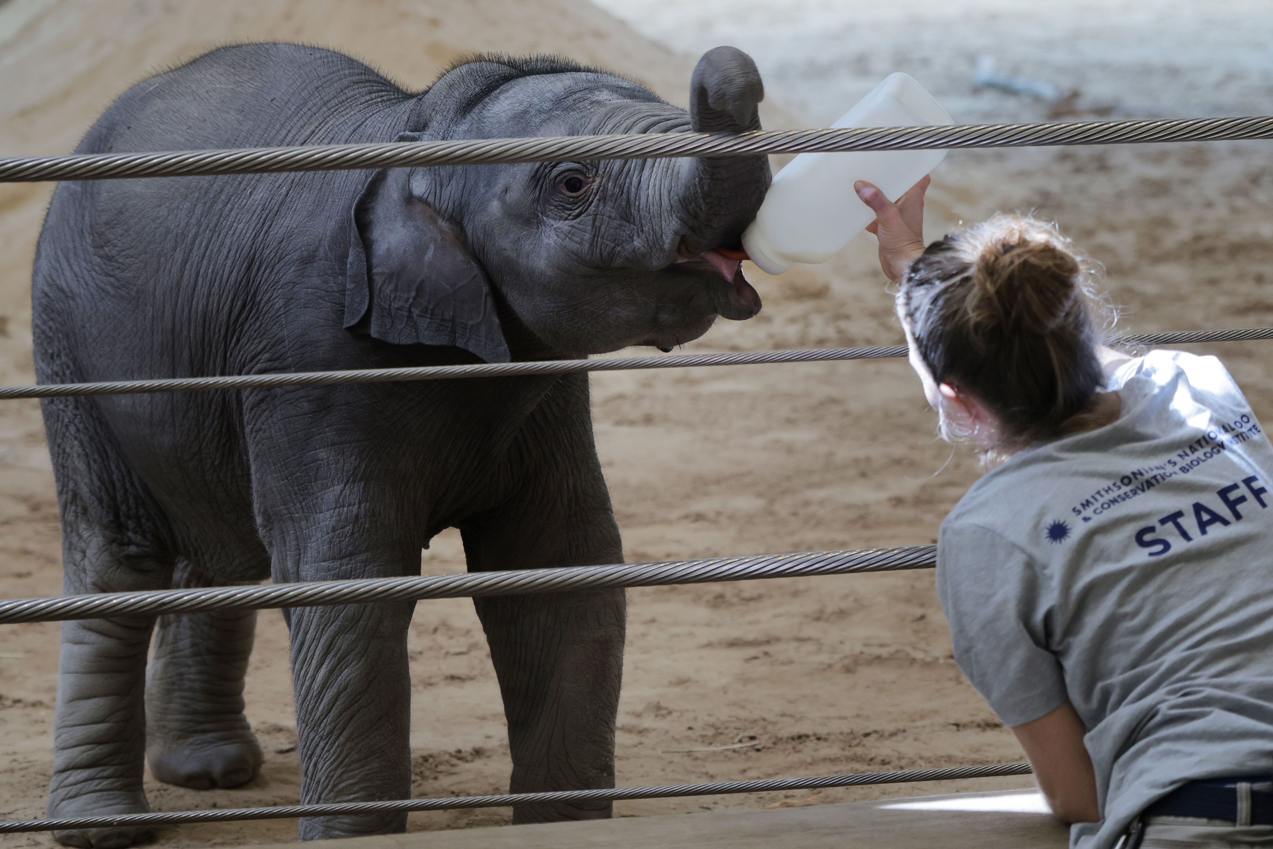 The weekend scene: Meet the zoo's new baby elephant and more around DC ...