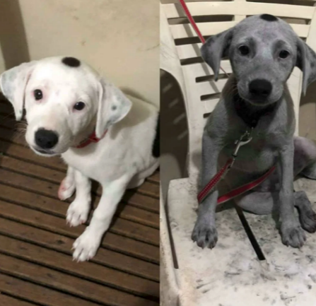 6. This dog who somehow got into a bag of charcoal: