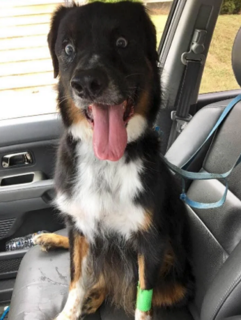 15. This dog's face post-surgery while still being under the influence: