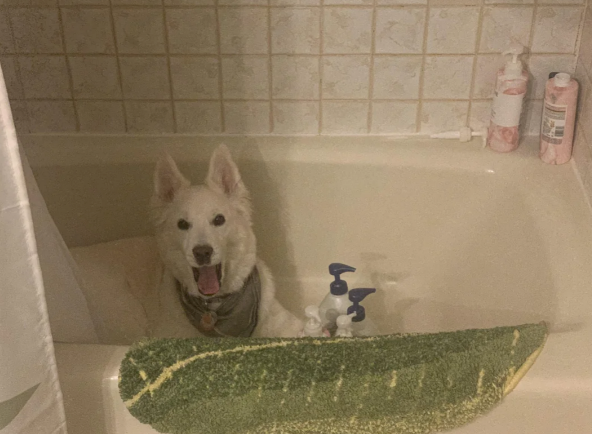 19. This dog who was found hiding in the tub: