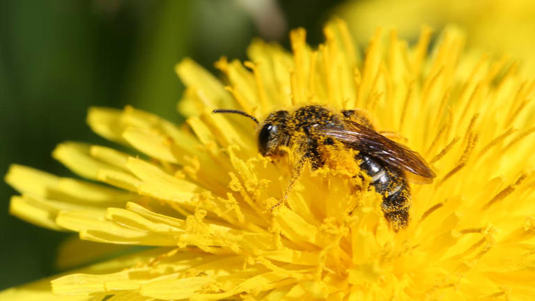 This is the genius DIY way to attract more bees for pollination
