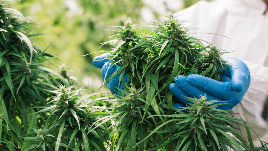 Major Reclassification On Marijuana Made In Historic Shift