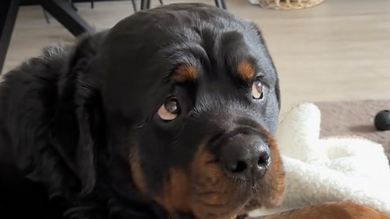 'Handsome' Rottweiler hilariously judges everyone with the most epic ...