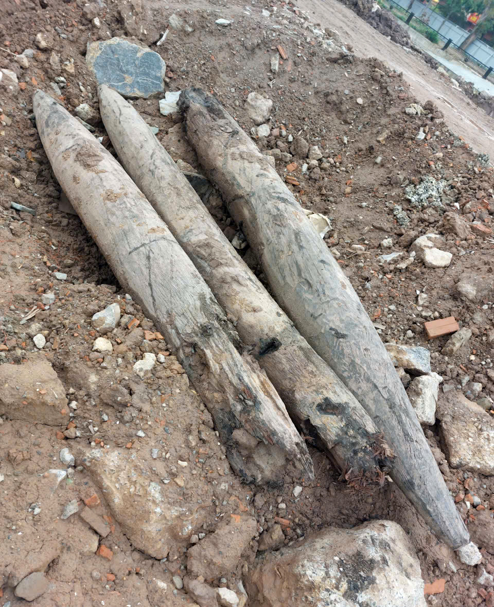 Phát hiện 3 cọc gỗ cổ nghi trận địa thủy quân thời Trần
