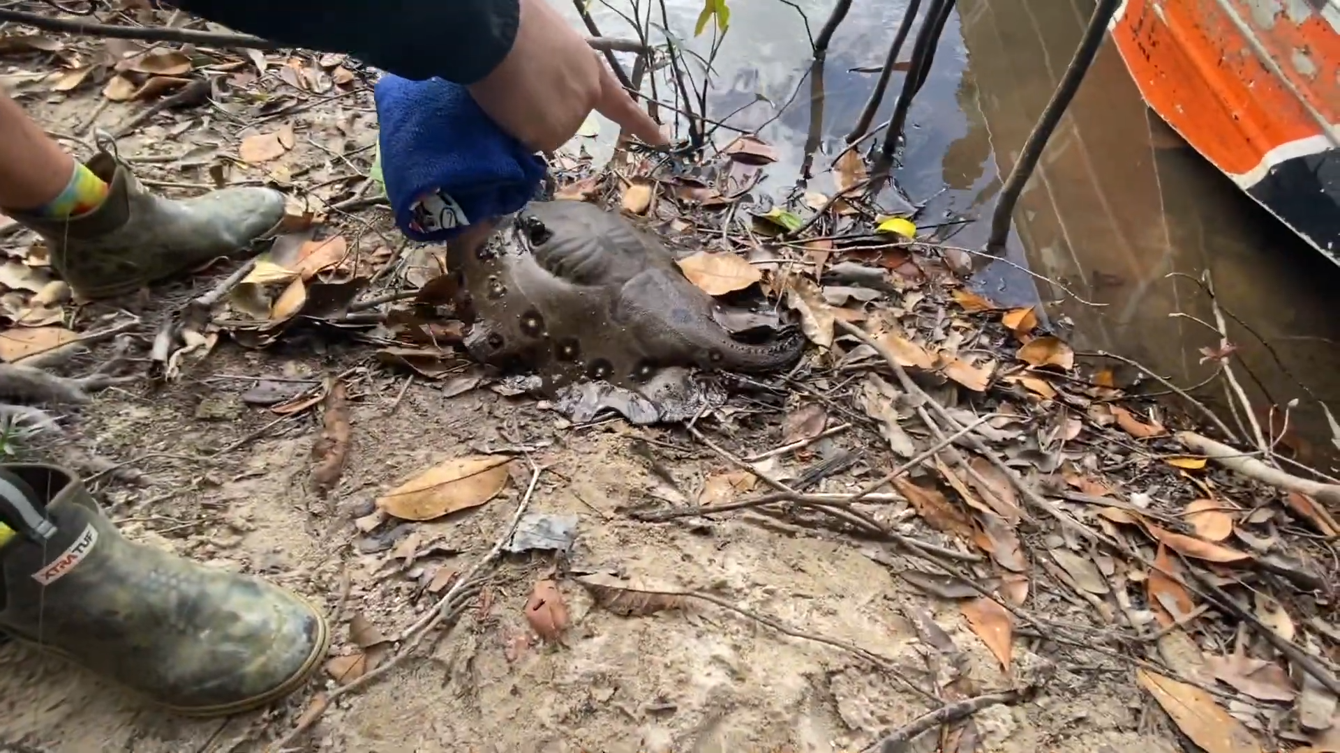 Watch what happens when a venomous ray gets too close to them