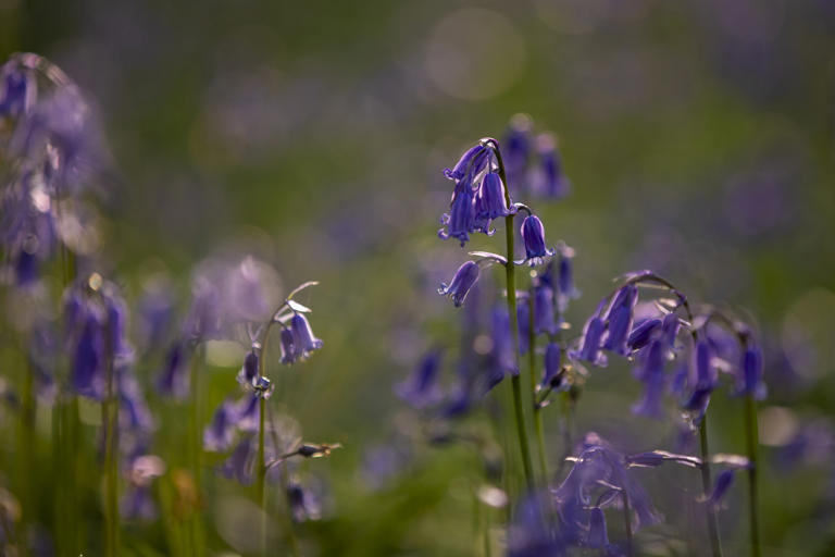 Capture beautiful photos of bluebells in the woods this spring before ...