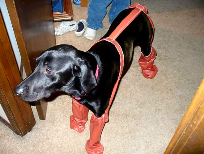 Dog wearing four-legged pants standing indoors, looking to the side