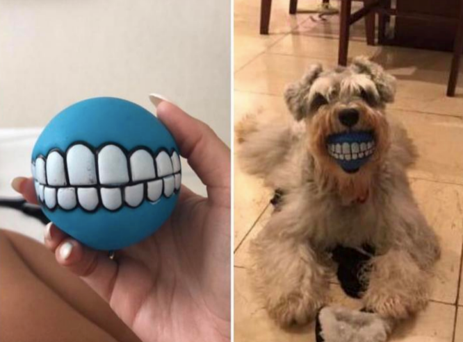 A small dog holds a novelty toy in its mouth, giving the appearance of a wide, toothy grin