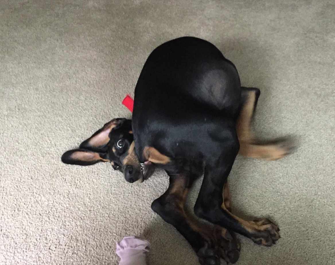 Dog playfully twisting on the floor with ears flopped back, looking at the camera with a curious expression