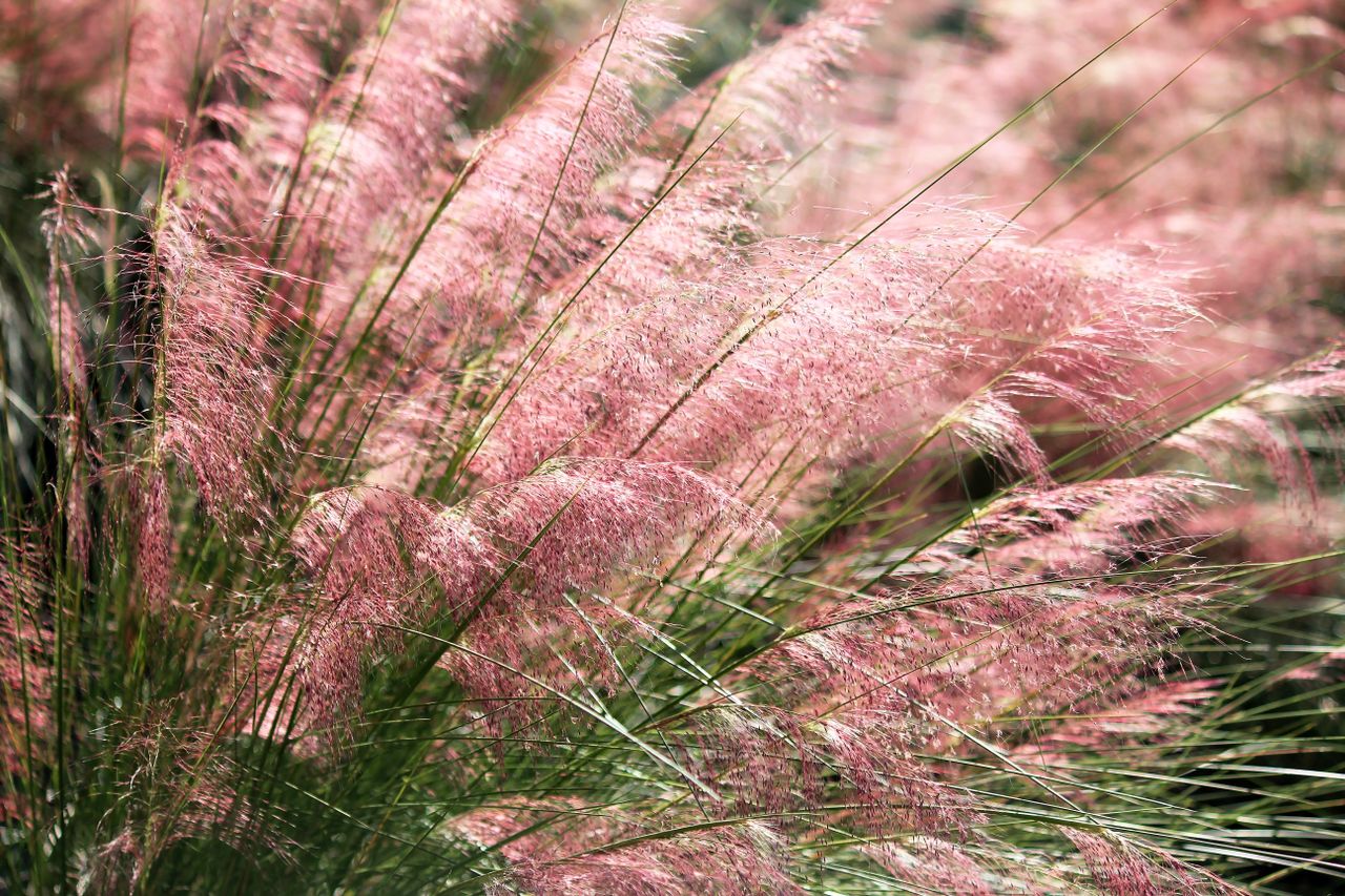 pink muhly grass