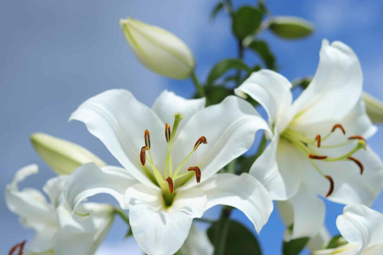 Which Italian city is known as the 'City of Lilies'?