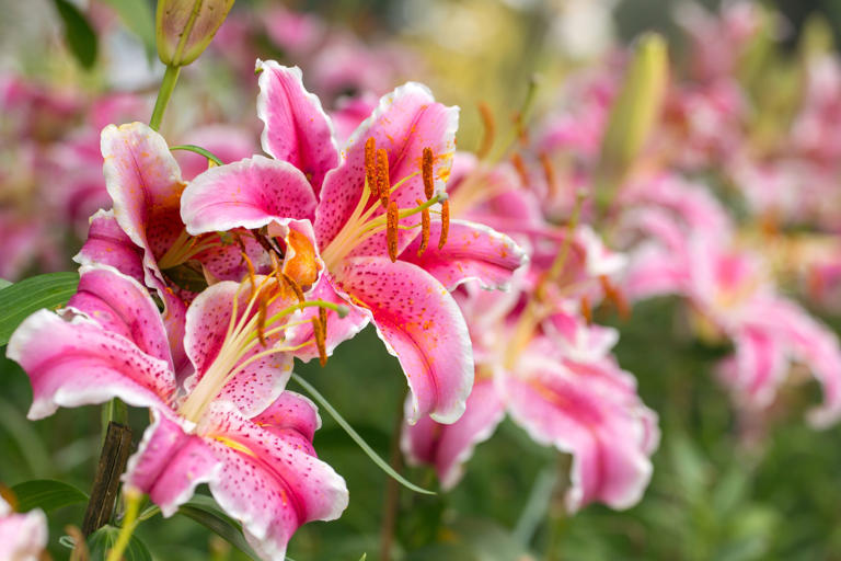 Which Italian city is known as the 'City of Lilies'?