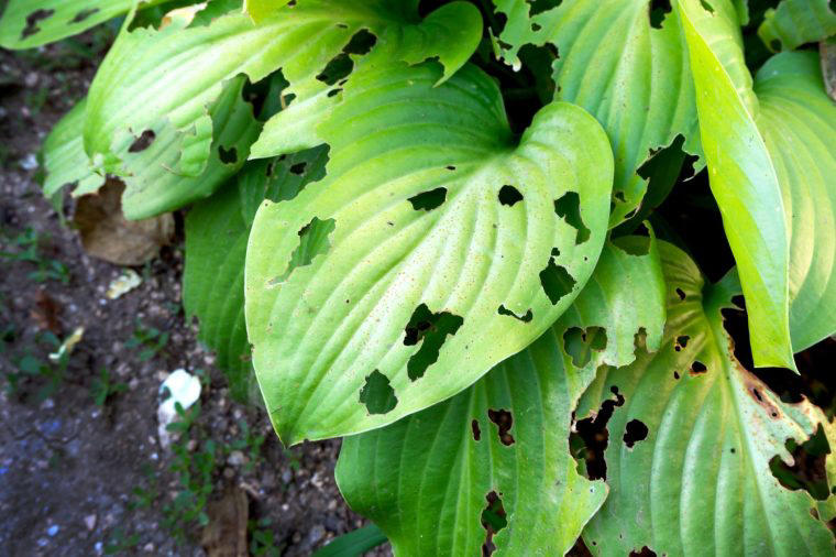 I’m a gardener – why I’m ignoring the advice not to kill slugs