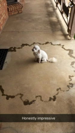 4. This dog who ****** with excitement when their owner got home: