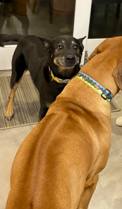 20. This dog's smile after making a new dog bestie: