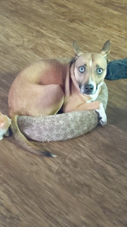 21. This dog's spooked face: