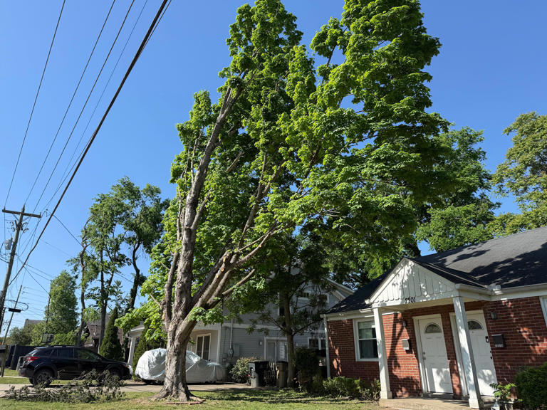 NES ramps up aggressive tree-trimming. Some Nashvillians aren't happy