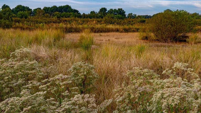 Illinois Prairieland Trails Near Chicago