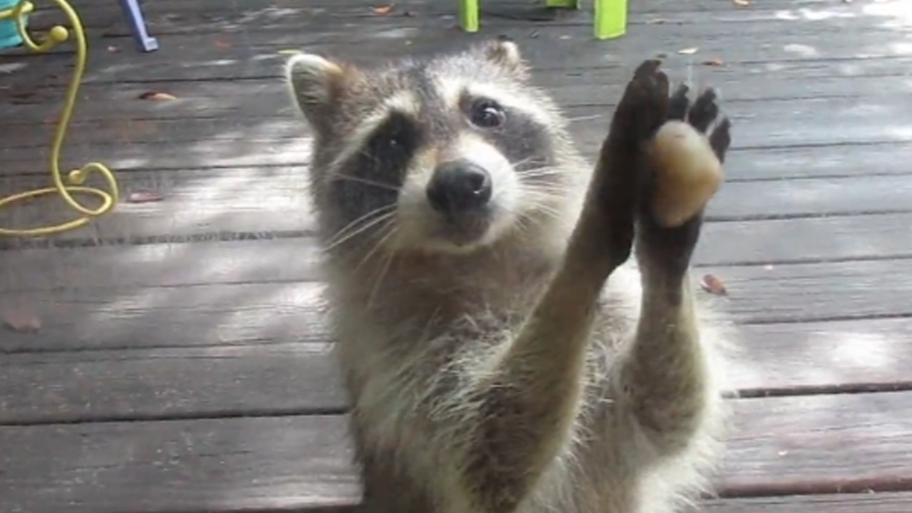 Rocksy the raccoon knocks on door for food