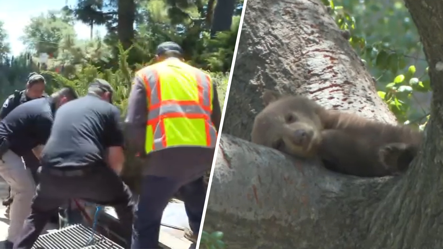 Baby bear stuck in Monrovia storm drain while another baby bear naps on ...