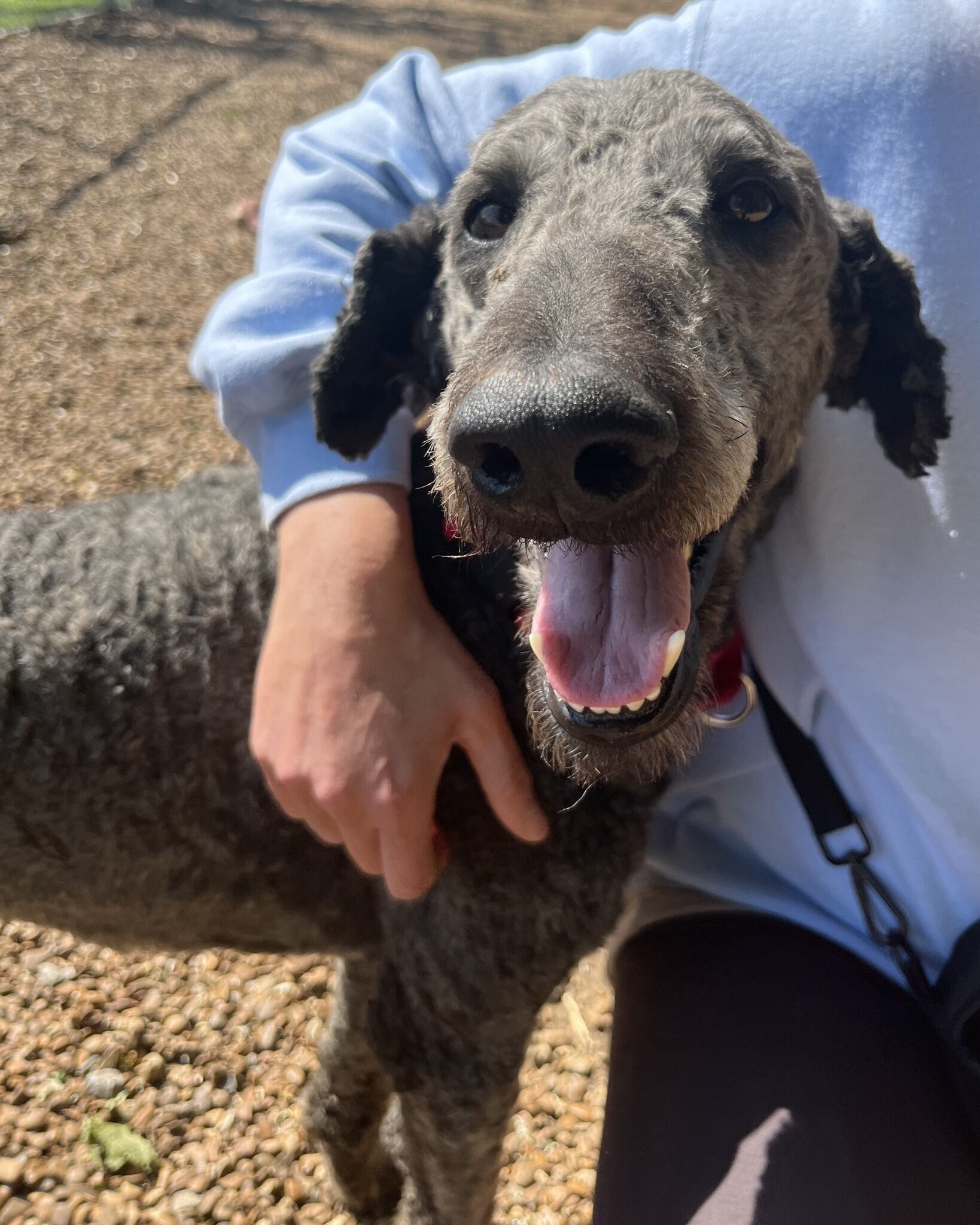 First batch of dogs recued from puppy mill go up for adoption in Nashville