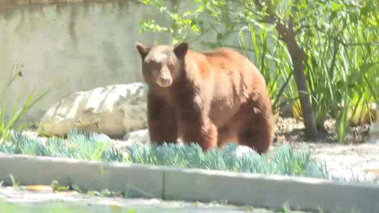 Baby bear stuck in Monrovia storm drain while another baby bear naps on ...