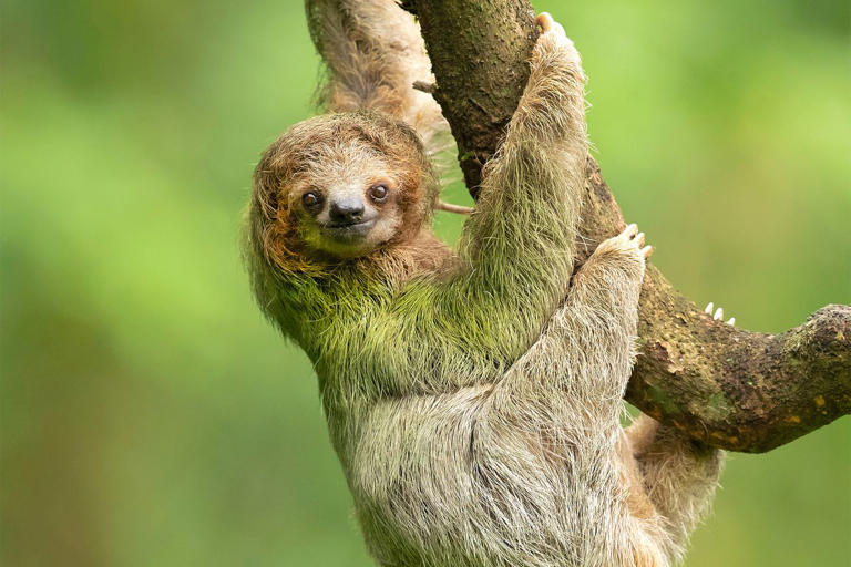 31 sloths allegedly died ahead of Orlando Sloth World attraction's ...