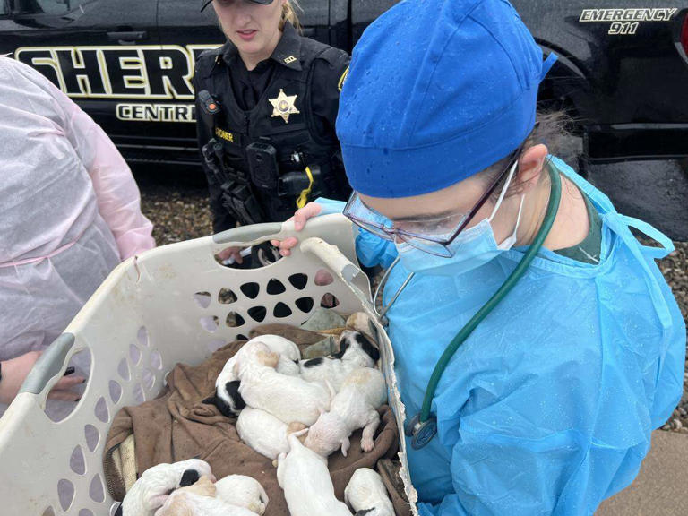 Centre County woman charged with neglect of 42 dogs, 5 of which were ...