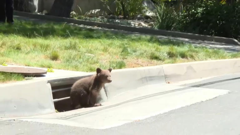 Baby bear stuck in Monrovia storm drain while another baby bear naps on ...