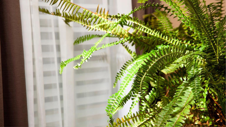 6 houseplants homeowners are adding in 2026 for a better living space