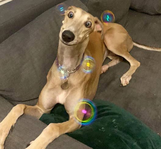 A dog with a playful expression lies on a couch as colorful bubbles float around it