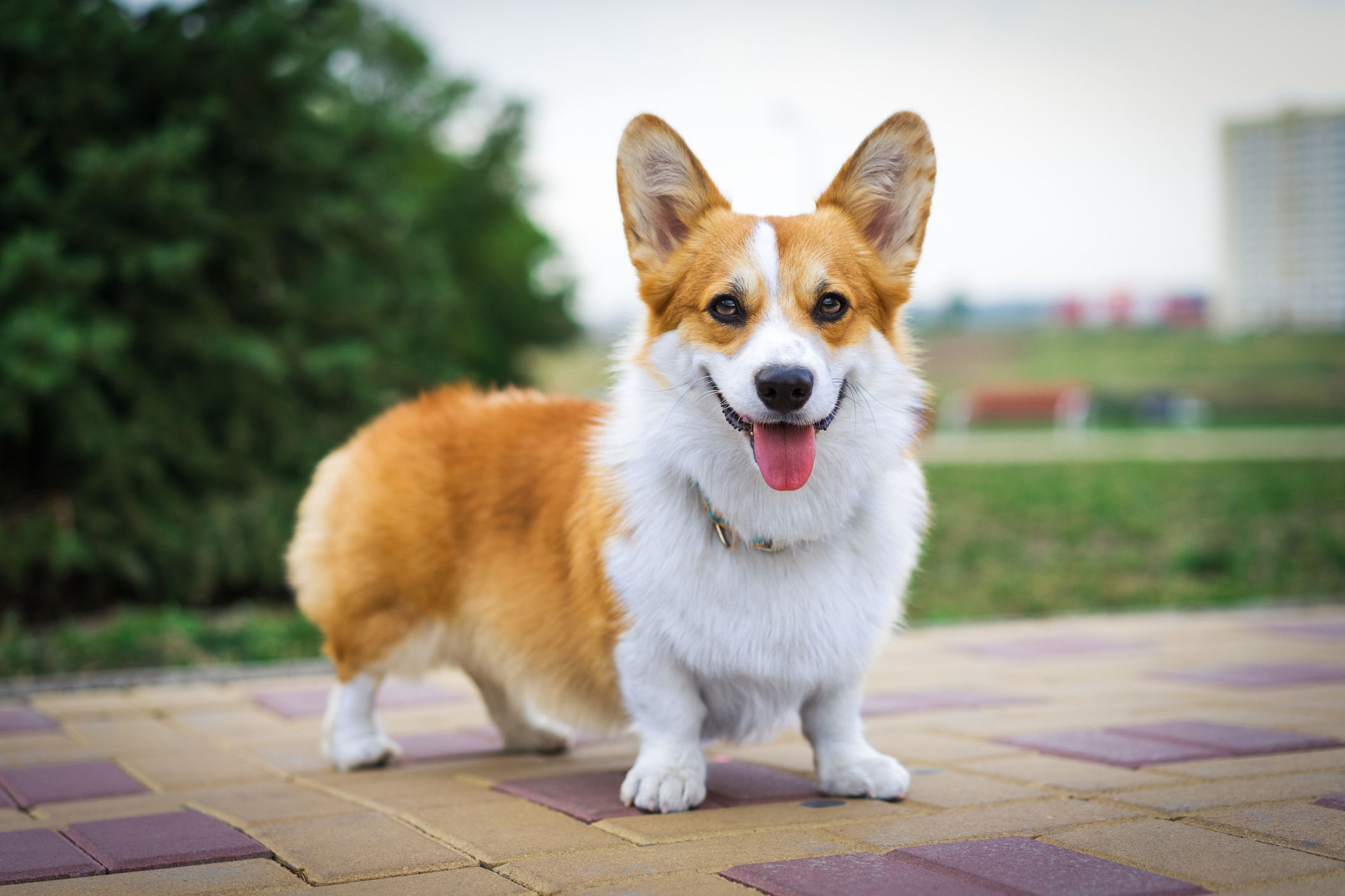 Millions of Californian dog owners could benefit from new ownership law