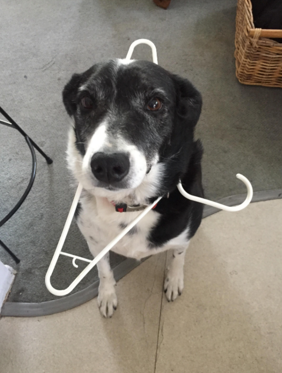 10. This dog who got themselves caught in something: