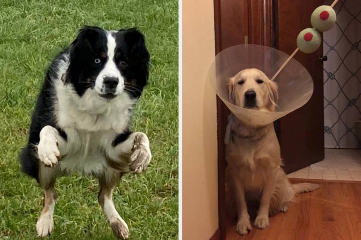 47 Dog Photos That Are Way, Way, Way, Way, Way, Way, Way, Way Funnier Than They Should Be